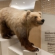 Wildlife